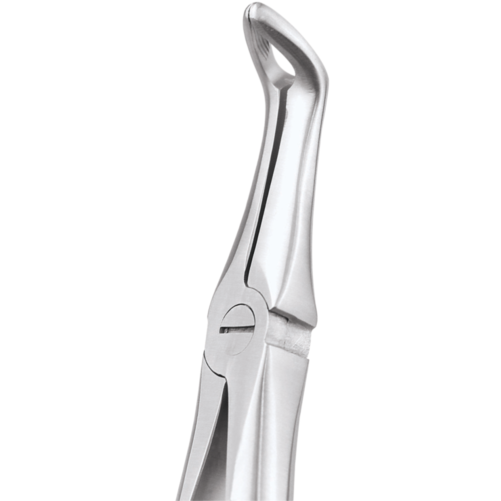 L1-041 45 Lower Roots - Image 1