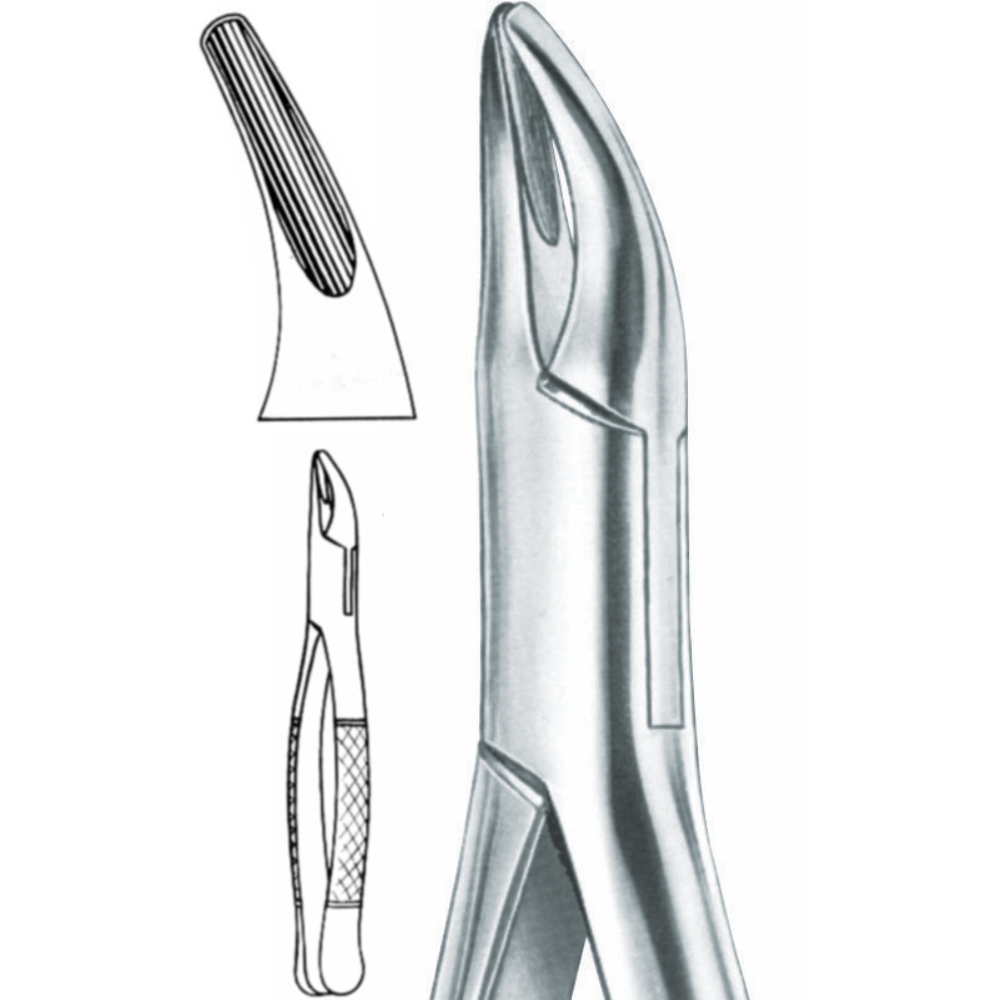 L1-100 upper and lower roots Fig. 2 - Image 1