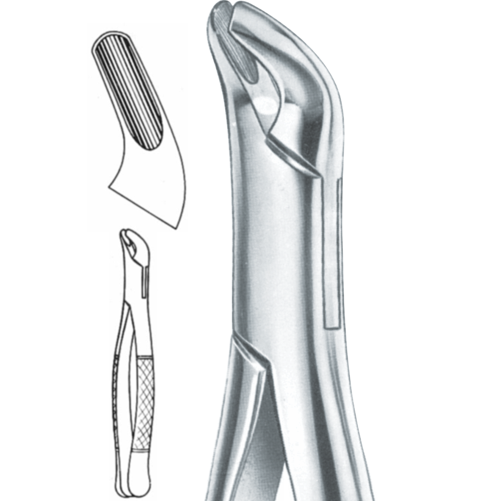 L1-101 upper and lower premolars # 4 - Image 1